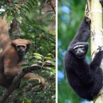 Global primate genome study reveals their evolution and applications for human health